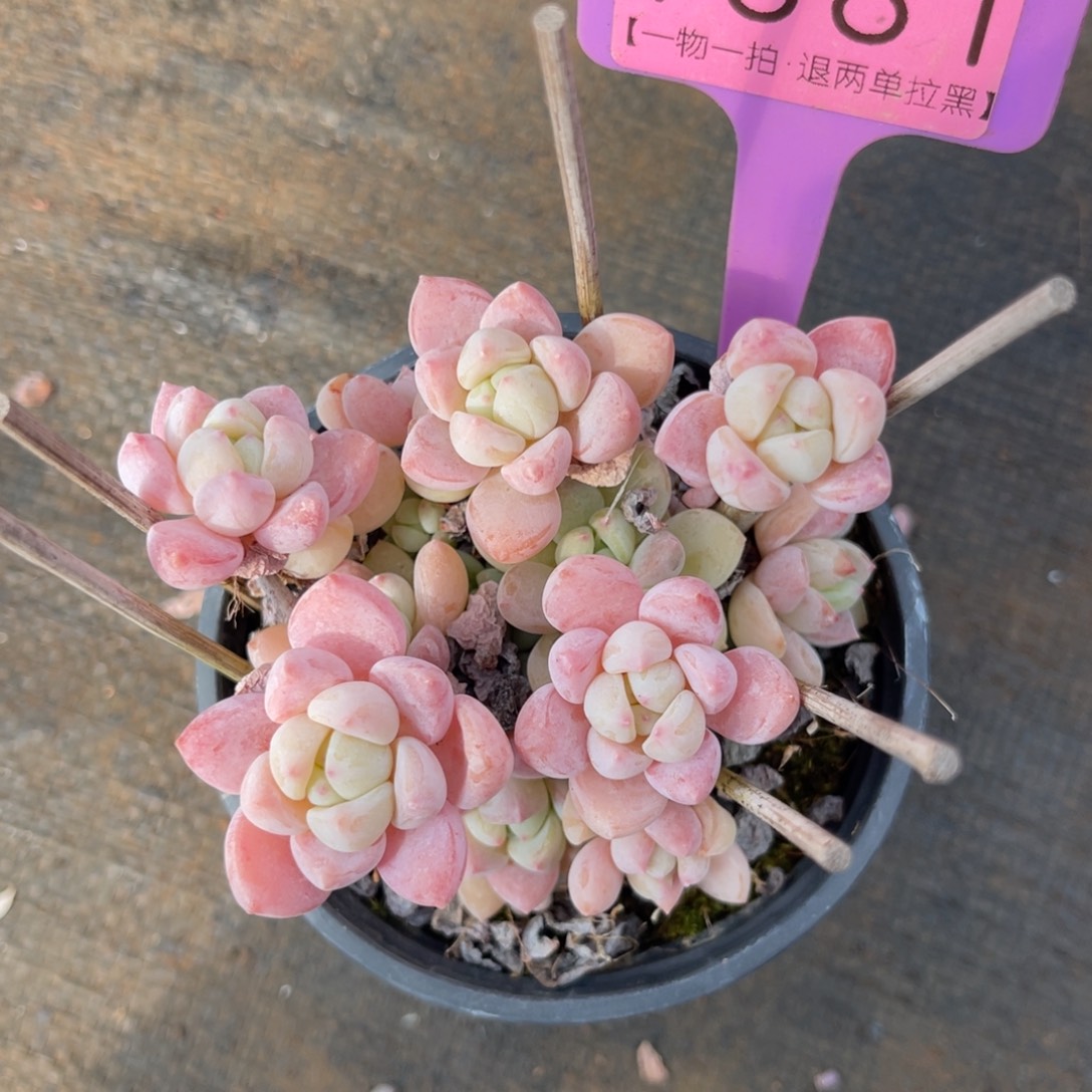 云尘多肉一物一拍1561