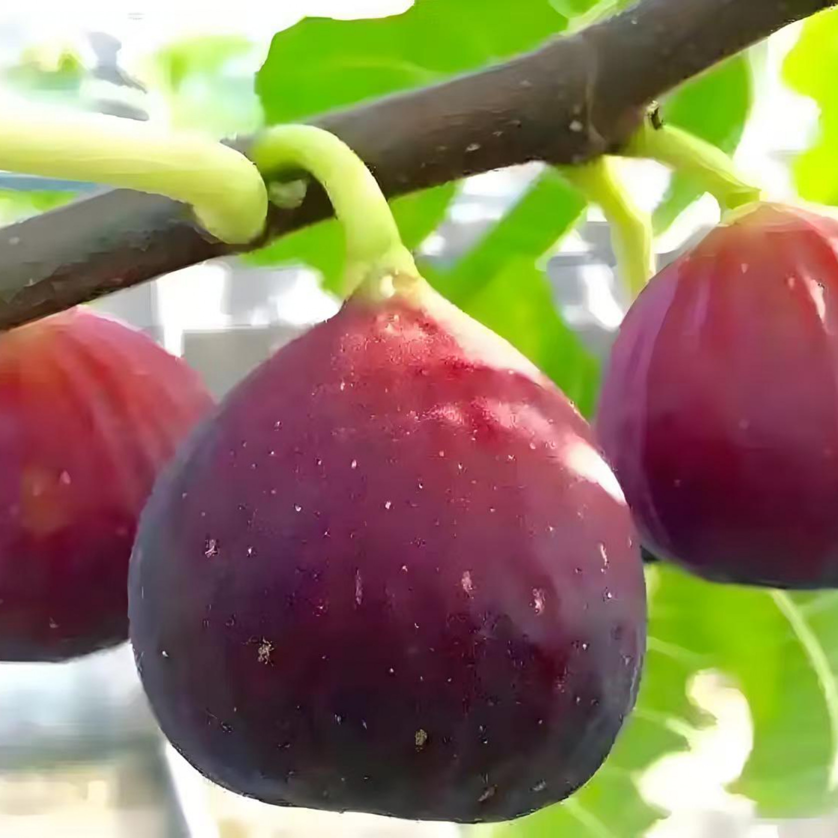 格莱斯芭劳奈波姬红斯特拉无花果苗基地直销庭院阳台种植树苗杯苗