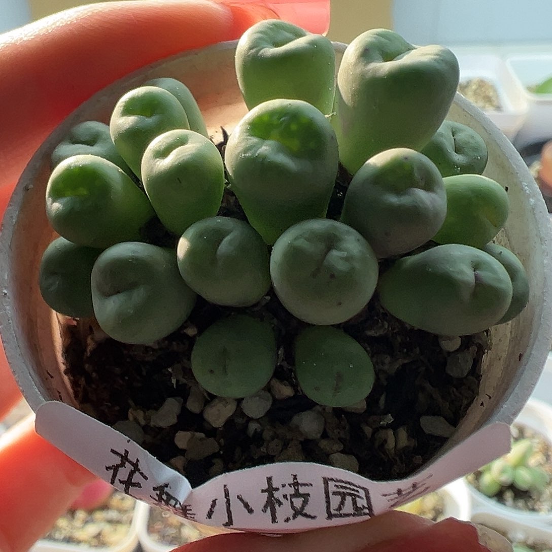 627小红嘴11111111111111