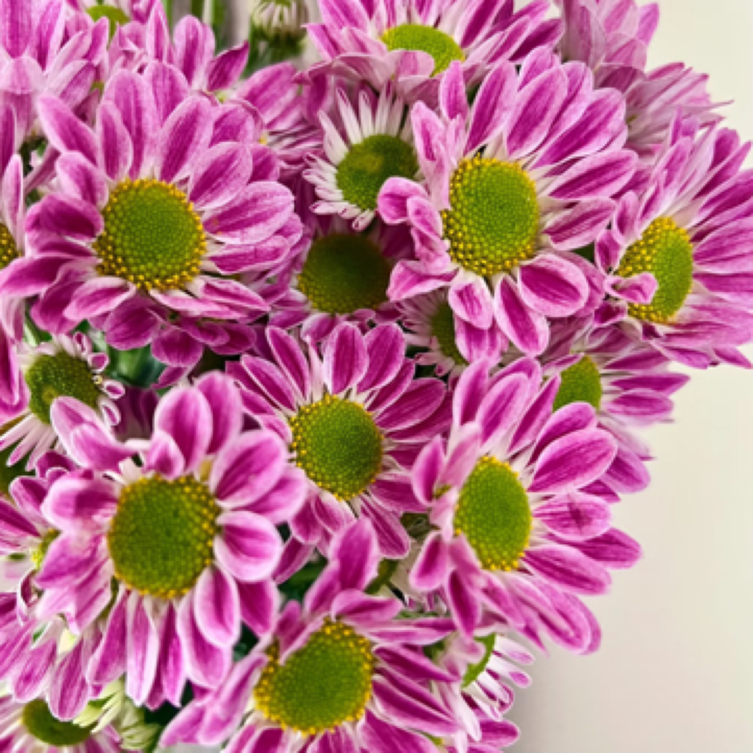 【自家种的】粉斑纹小菊10枝-1单中通 3单京东（20%不售后）