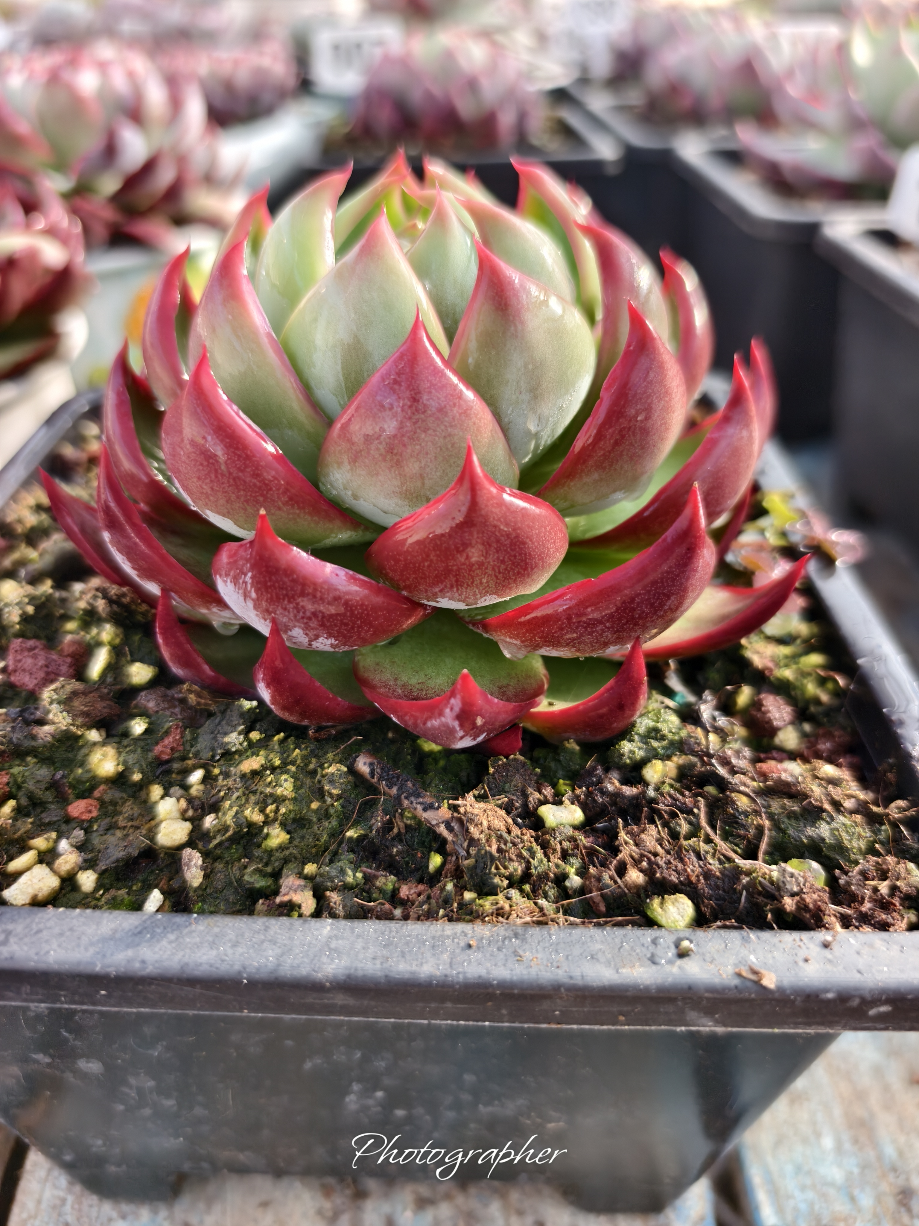 惊鸿仙子景天科多肉植物好养高端品种阳台盆栽花卉