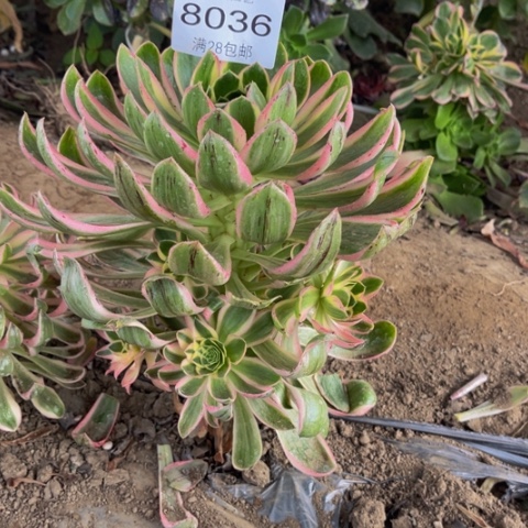青莲多肉多的8036