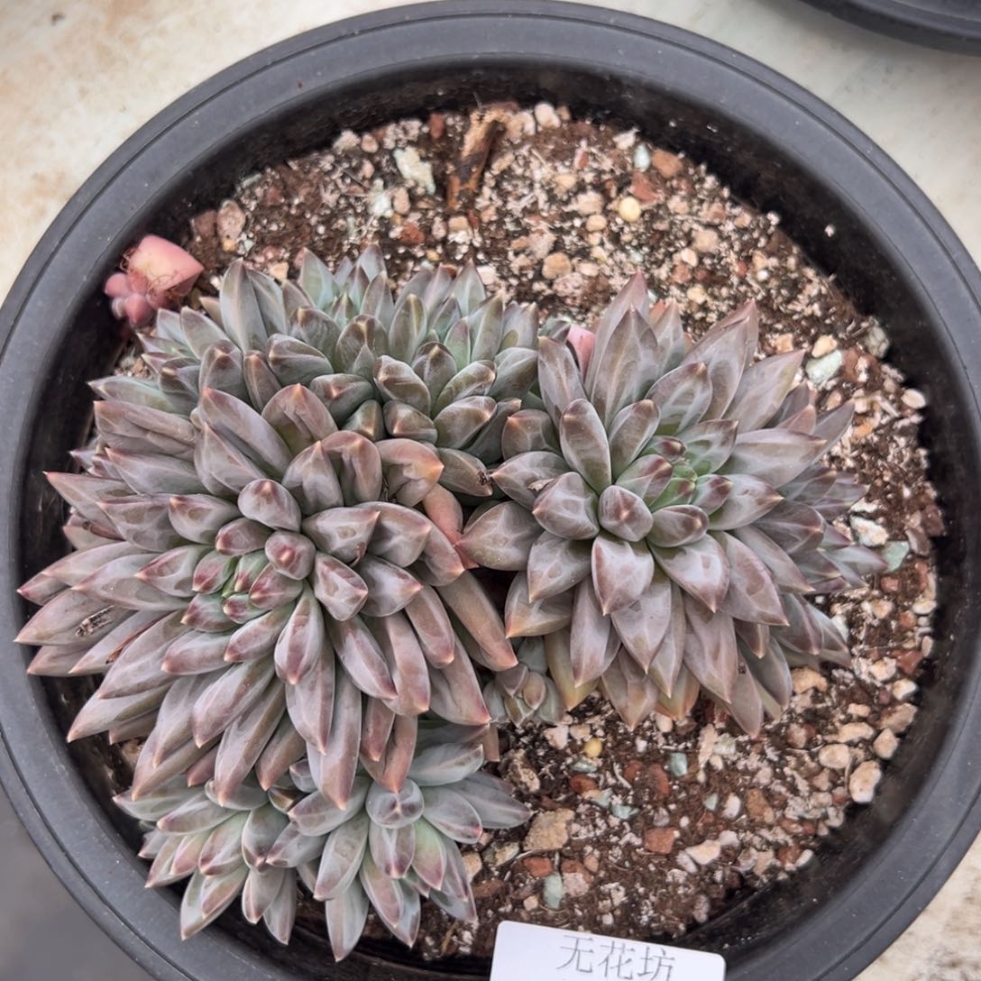 西**心3921不包整肉肉肉肉肉肉肉