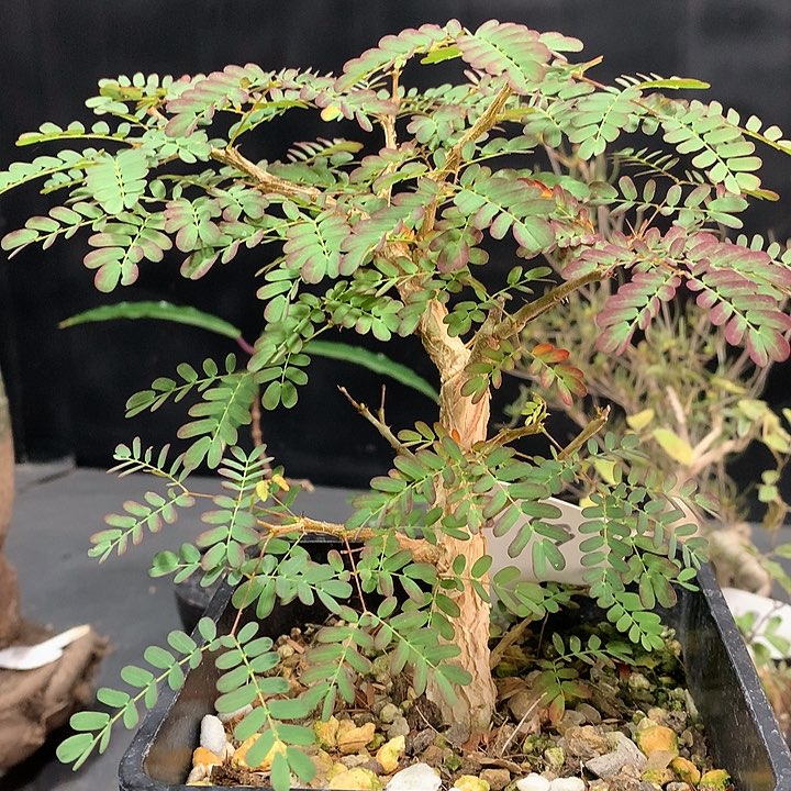 219黑猴刺树哈哈哈哈哈