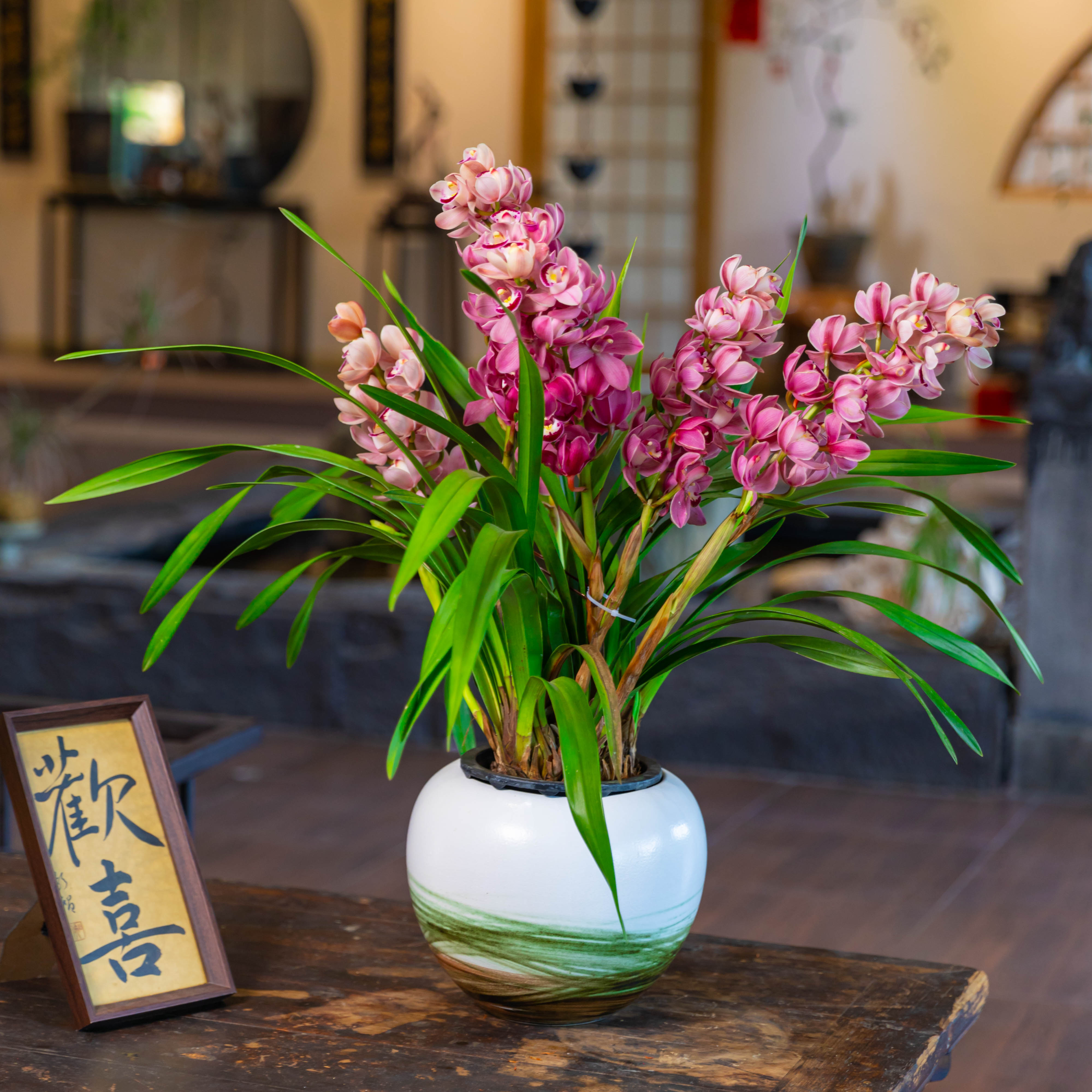 精品大花蕙兰【紫红皇后】3-4花剑带花苞长花期室内高档花卉清香型
