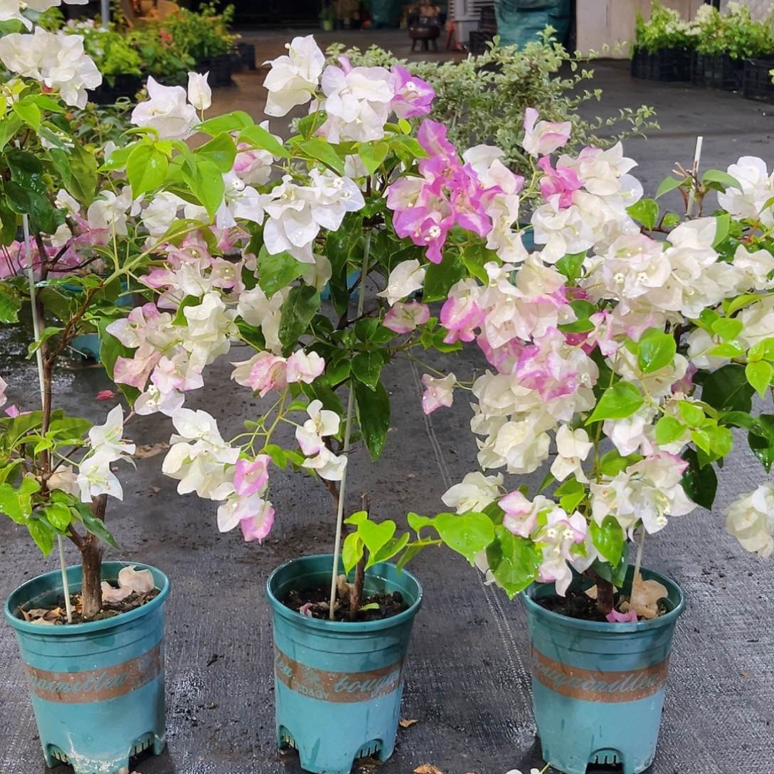 当前无花栽培后可以开花椰子冰带竹一颗