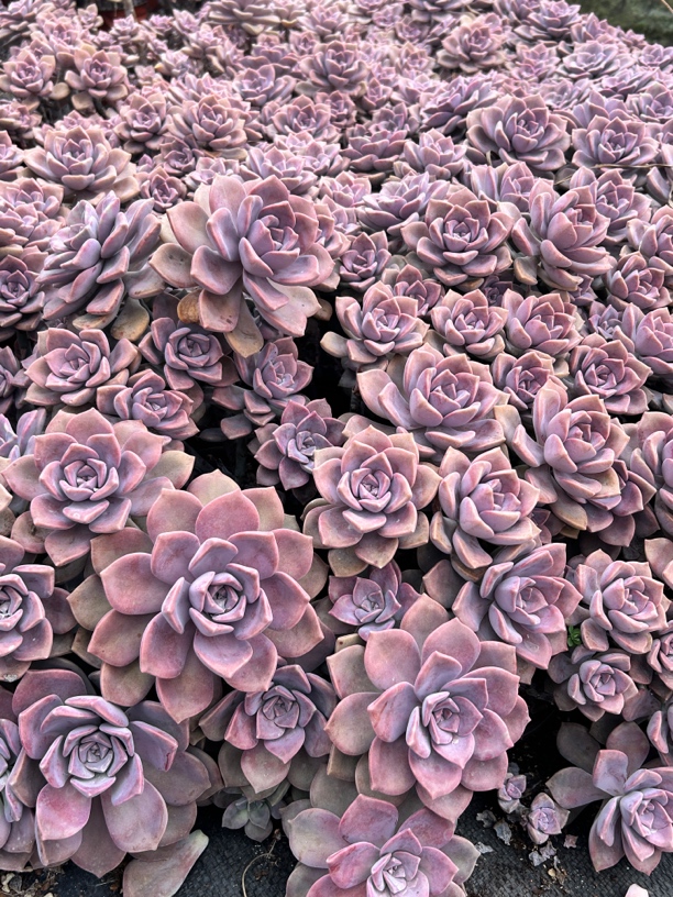 4号箱拍紫乐  推荐指数5颗星  断枝断头不售后