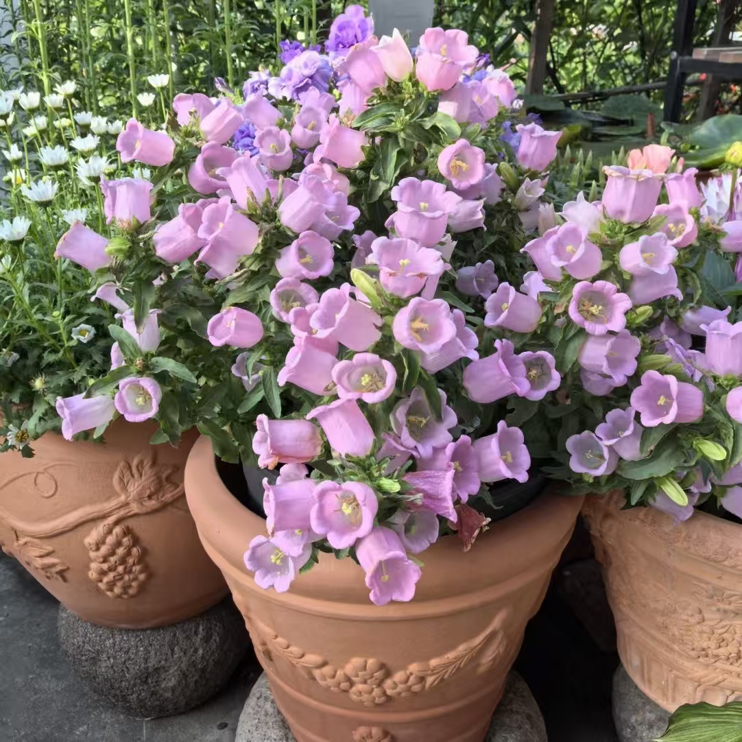 1盆粉色风铃花 (两单发顺丰或京东快递)