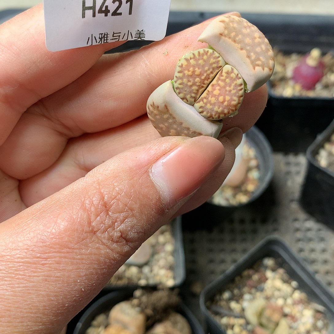 H421多肉植物保护研究所