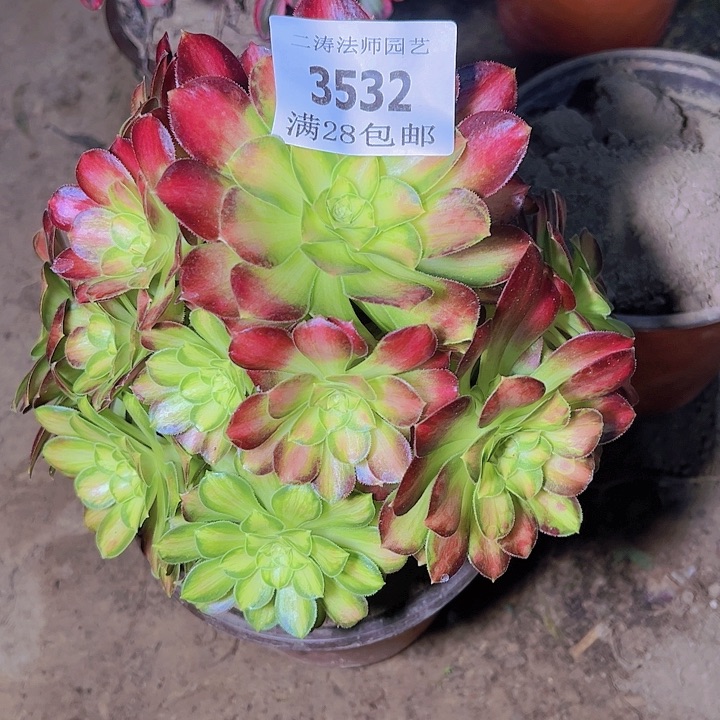 3532韶华多肉植物2号