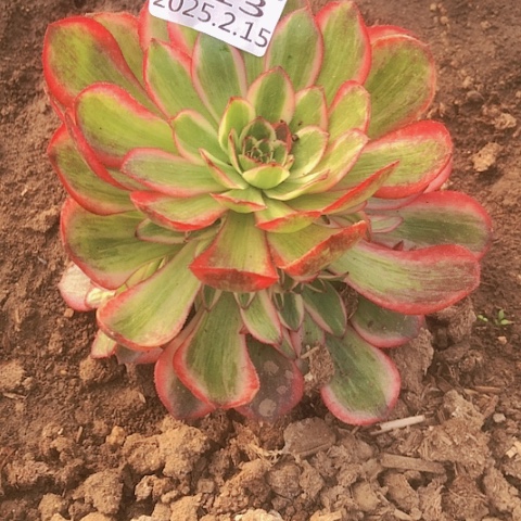 2.16-13云河多肉植物