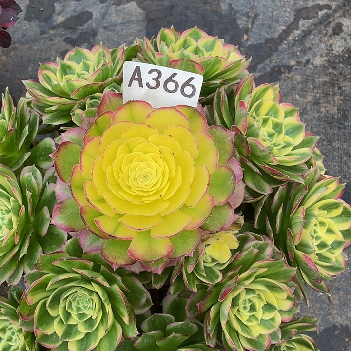 海仙多肉法师。 366