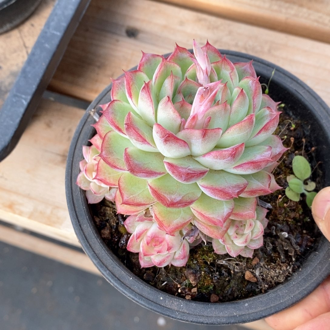 精品多肉一物一柏不包整26