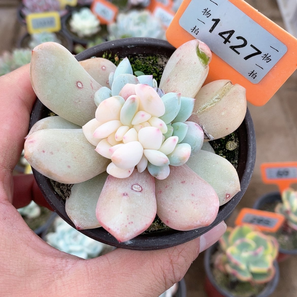 【闪购商品】1427号