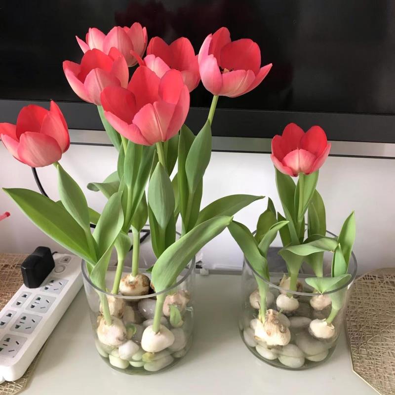 郁金香种球五度球水培花卉土养植物室内花好养活盆栽花苗鲜花种子