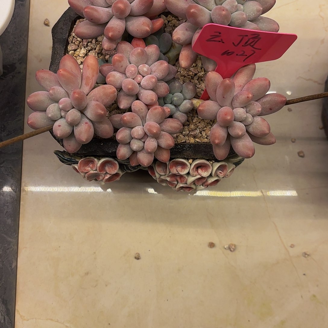 小小弟精品多肉汤圆