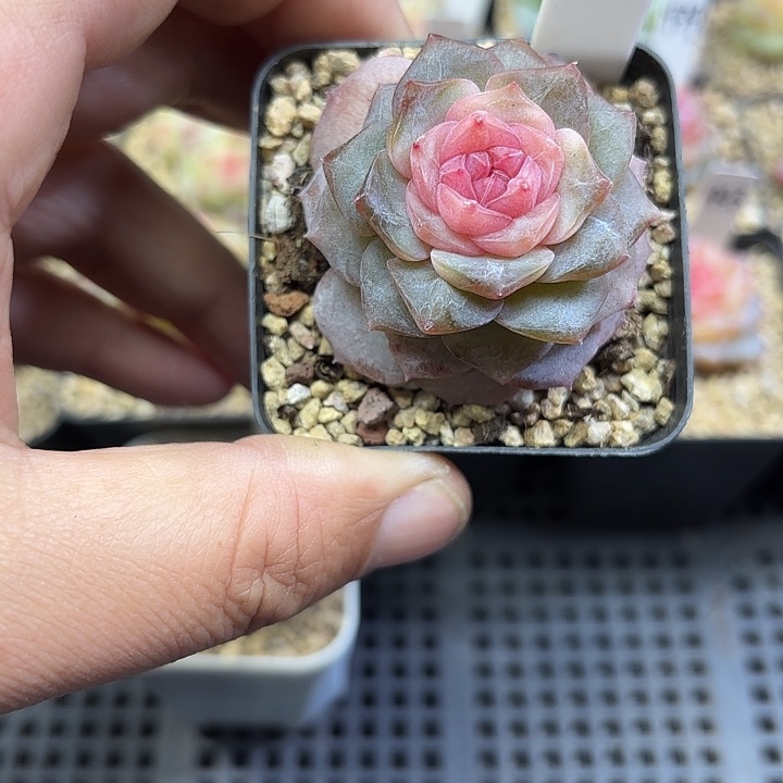 103号风花雪月单头多肉植物