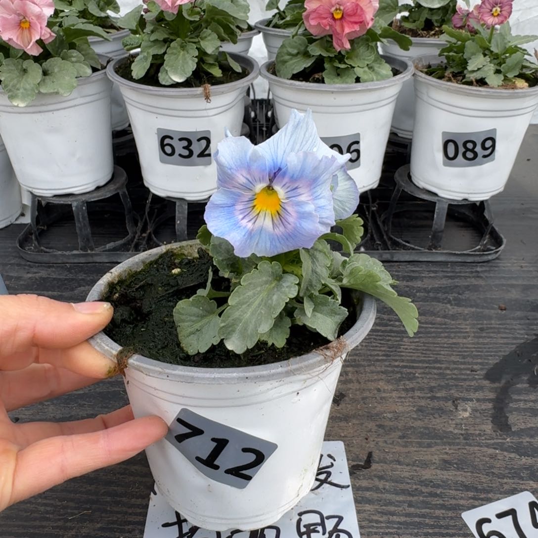 全部花朵712号蓝希尔