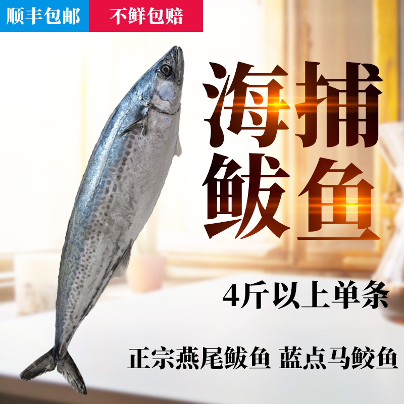 超大特大号大鲅鱼蓝点马鲛鱼野生海捕北方冷水燕尾鱼过节送礼年货
