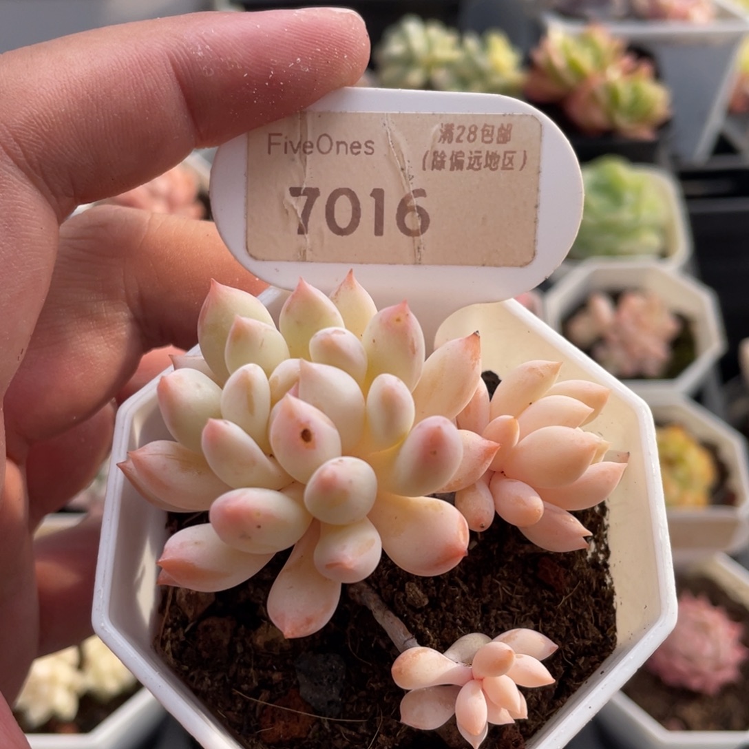 明珠7016-6.5厘米