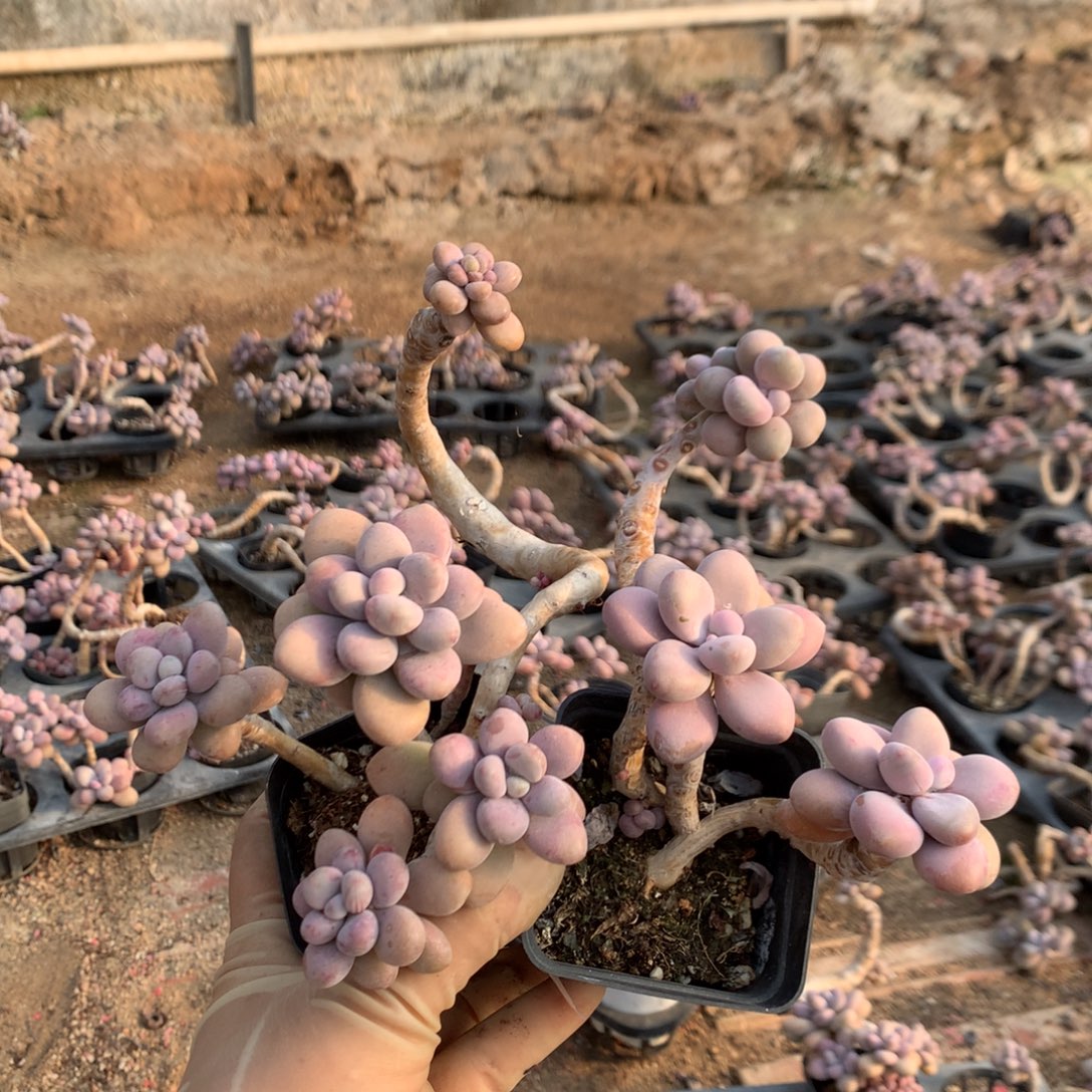 桃蛋老桩不带盆40号