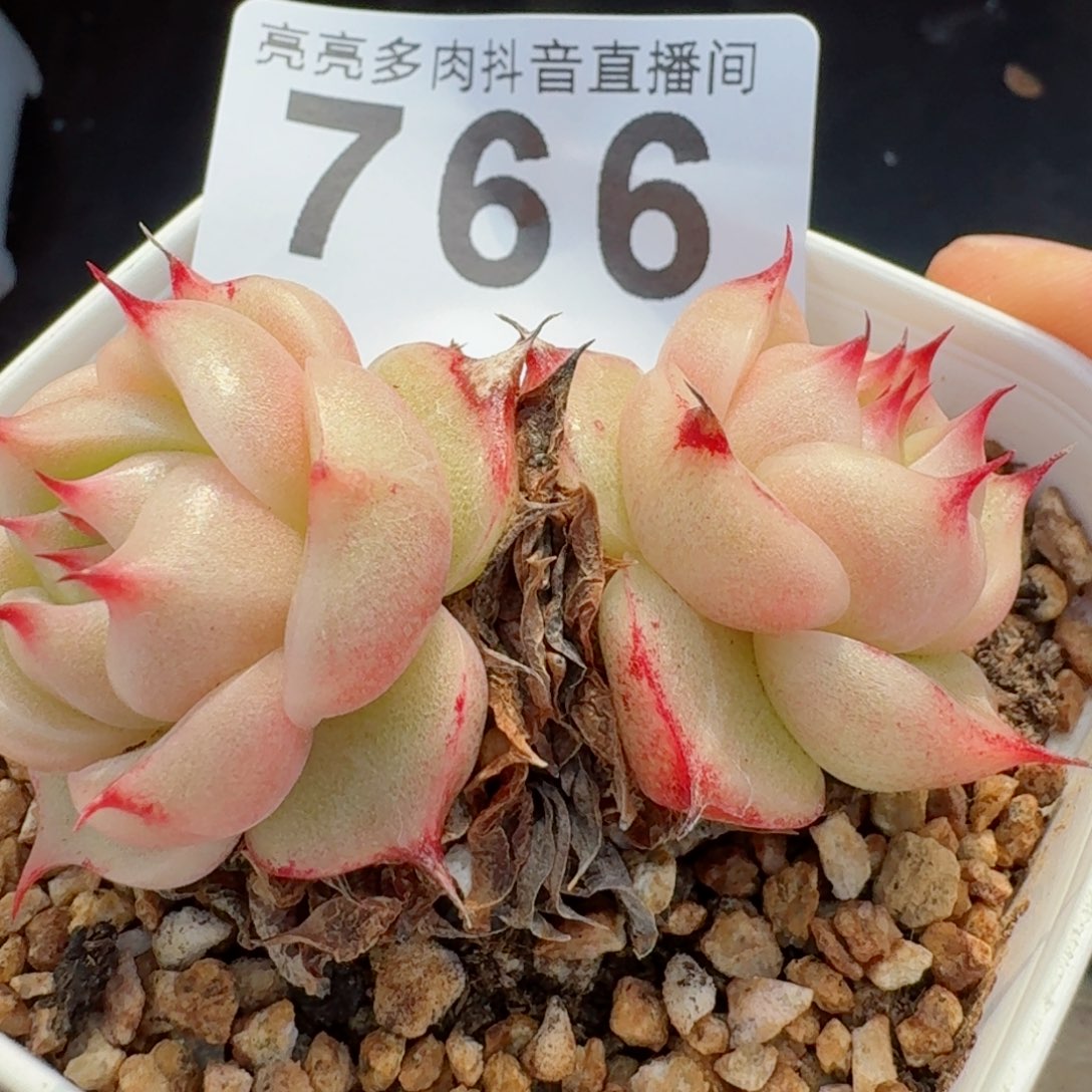 双头玉玲珑母本         精品多肉