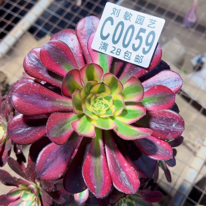 0059冰琪淋锦多肉植物法师