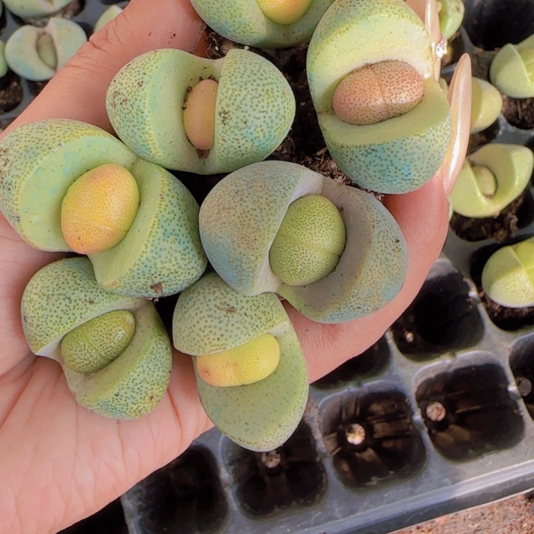 元宝多肉20棵一组