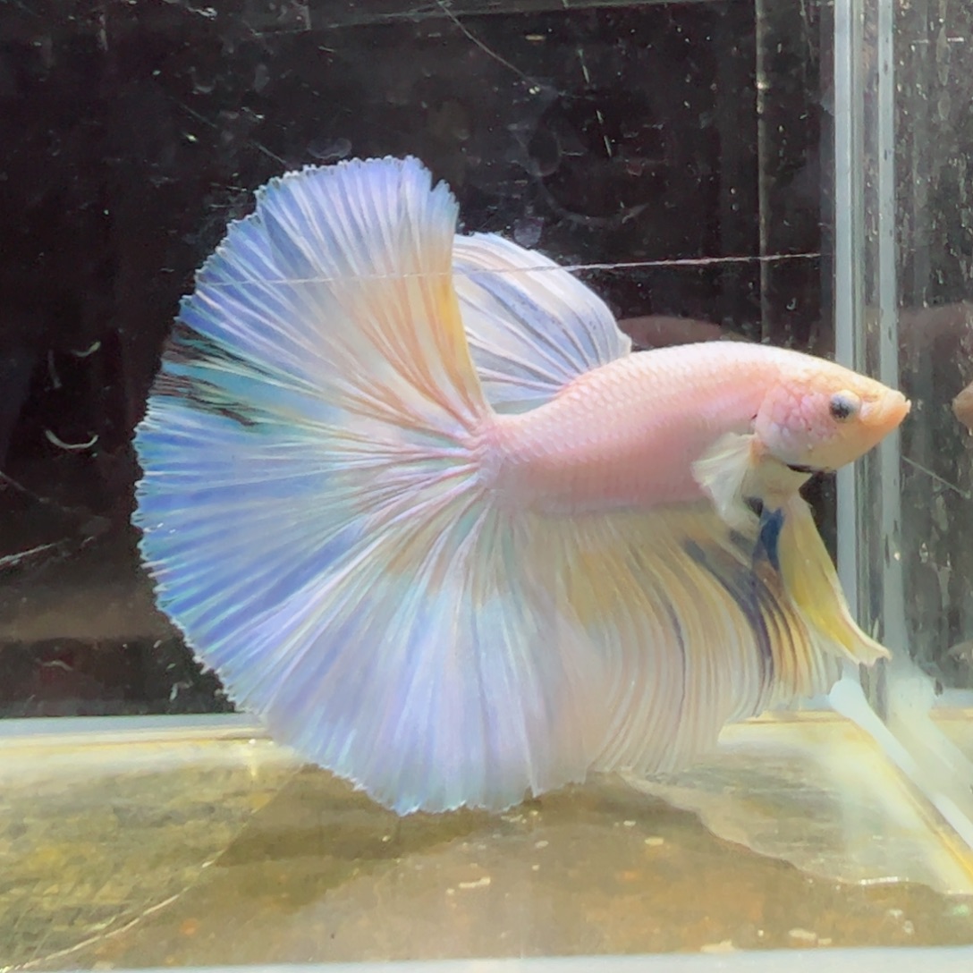 斗鱼浅色特殊尾hhhh