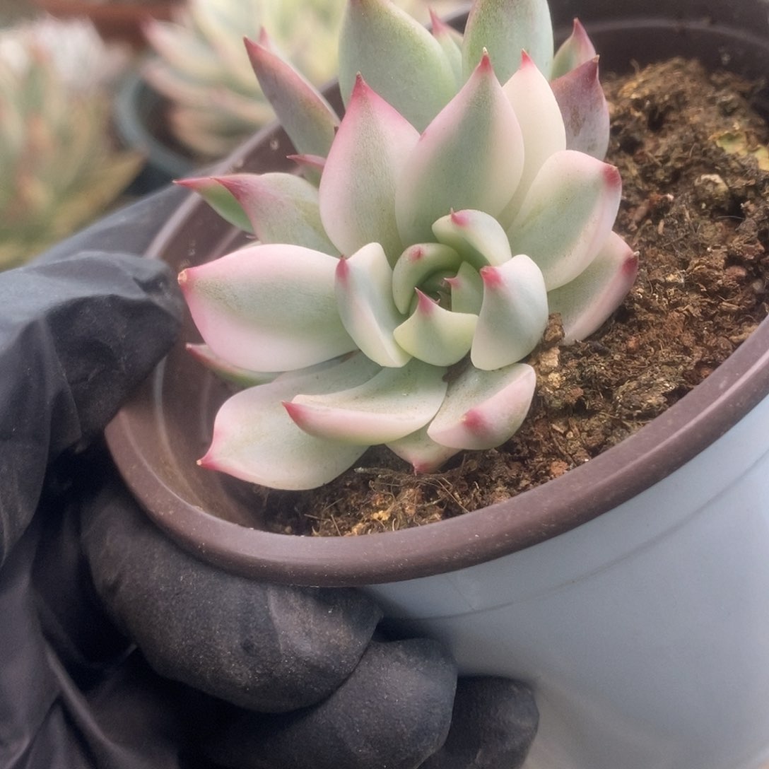 038锦锦锦锦锦锦