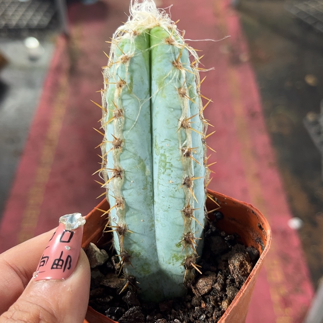 长毛蓝柱单头发货单头发