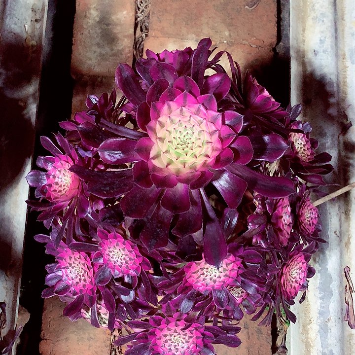 红超白，多肉植物