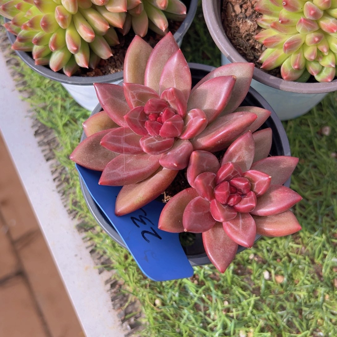 香玉的故事是一个人的