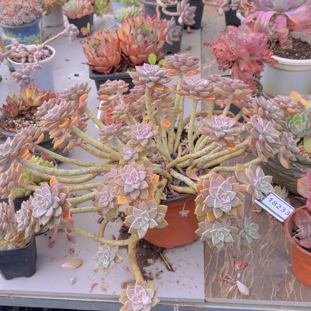 阿伦培多肉植物18233