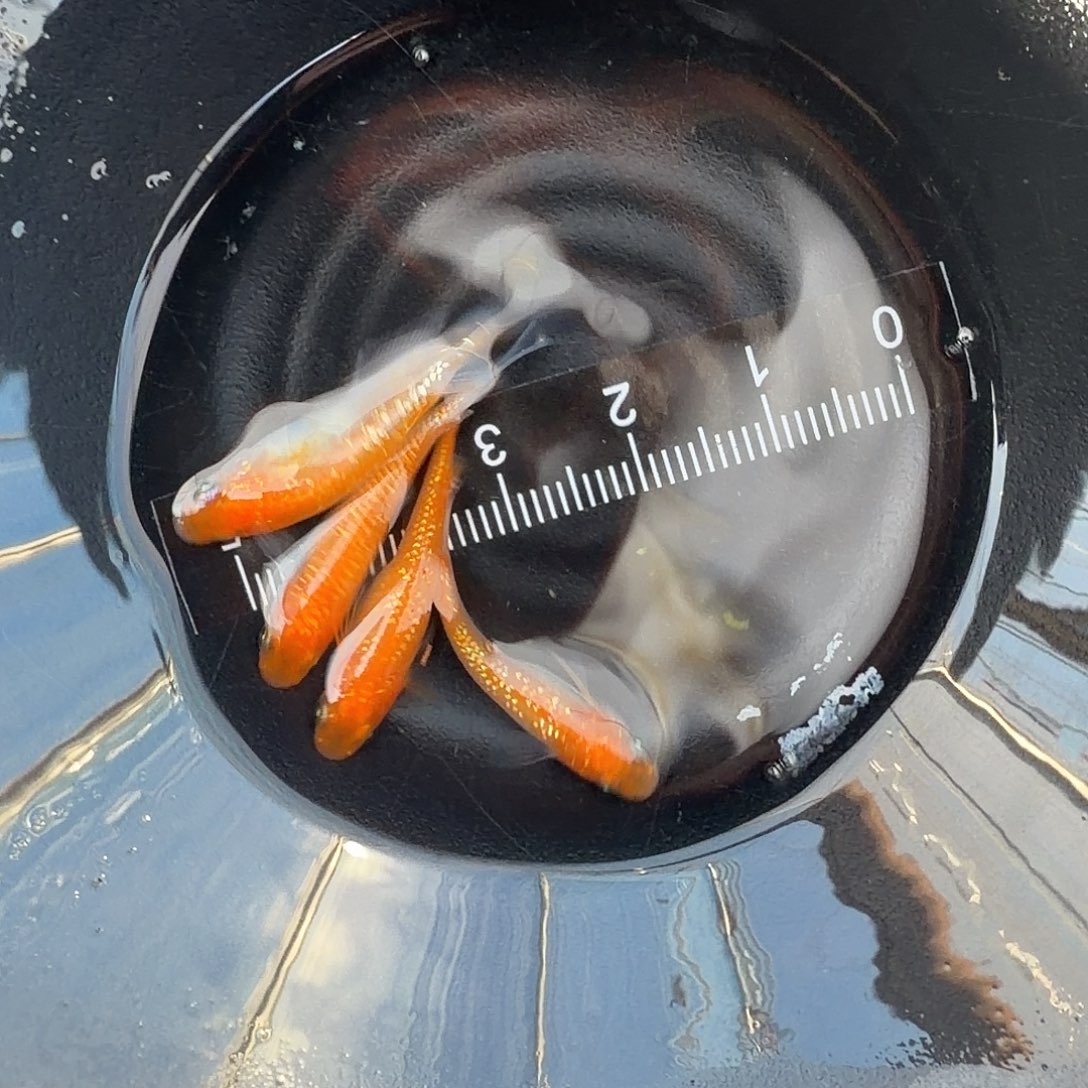 青鳉鱼观背青鳉03