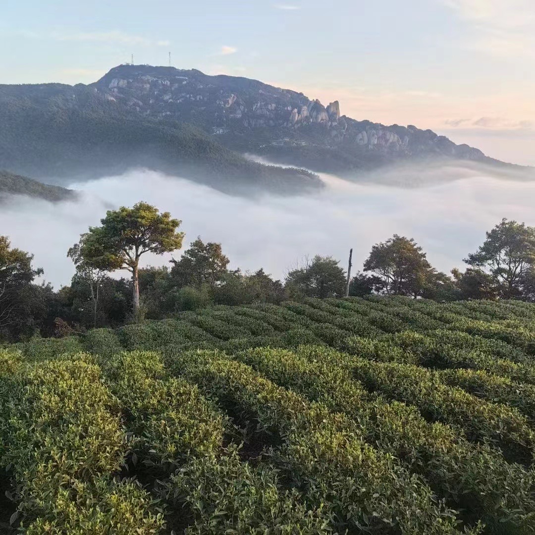 2025特级牡丹︱甘露白︱毫香蜜甜兰花香底 浓郁悠长|老树花茶一号