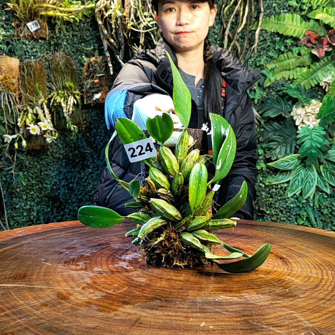 【闪购商品】224泰聚花