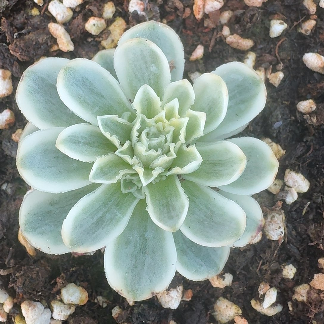 佣***王蕾丝秋夕带崽一物一拍