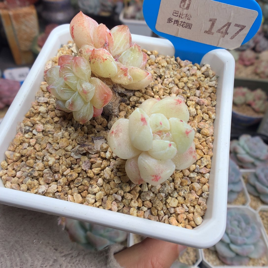 H***n147冰玉石化多肉植物