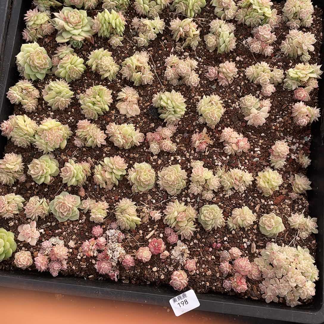 詹***）198。 定。             