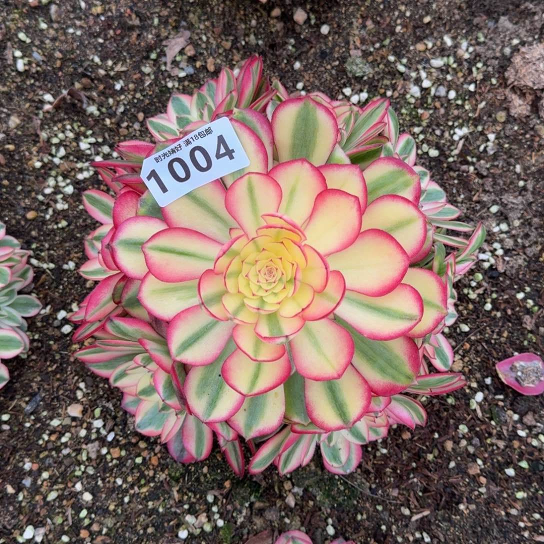 1004荔枝多肉植物