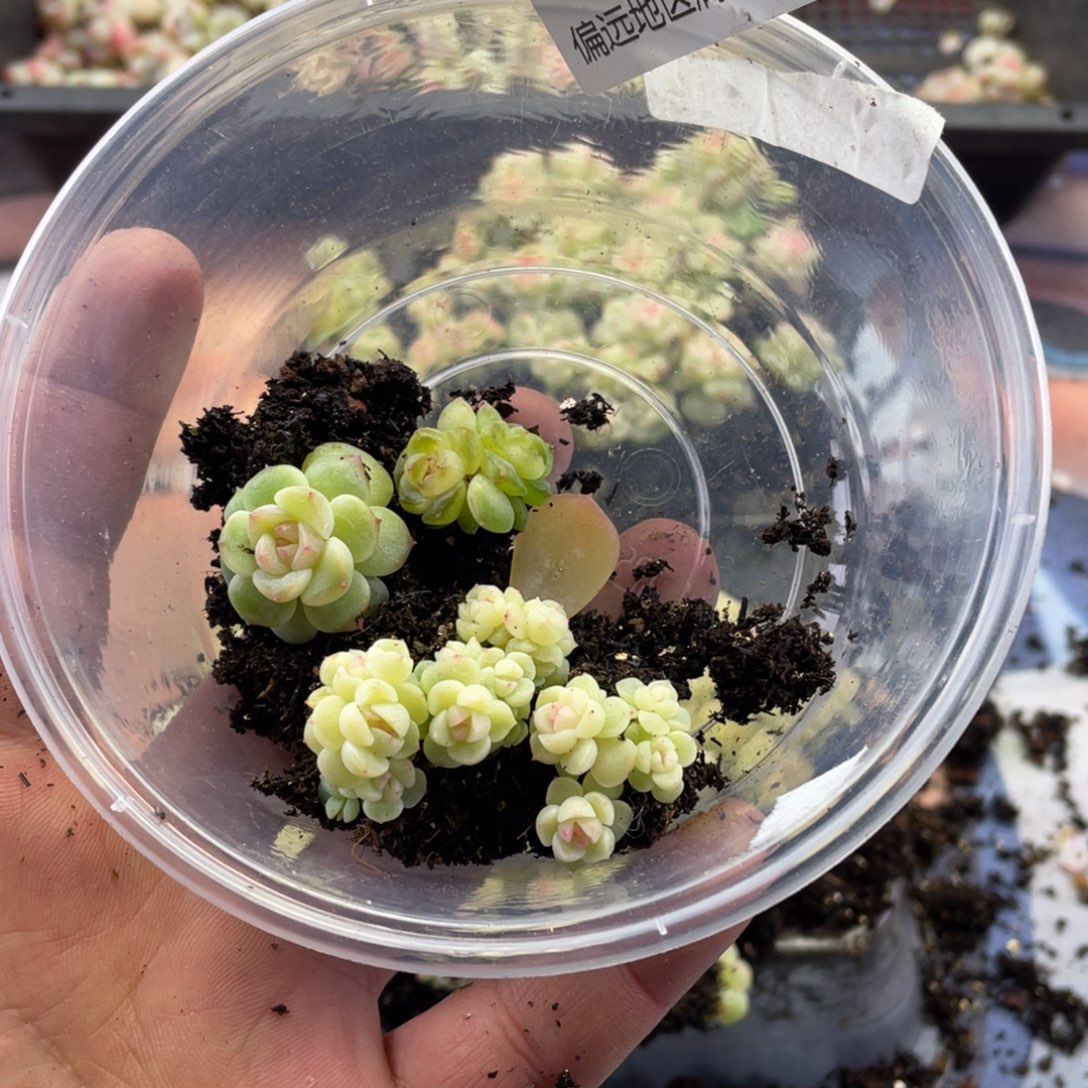 珍妮混一物一拍042…