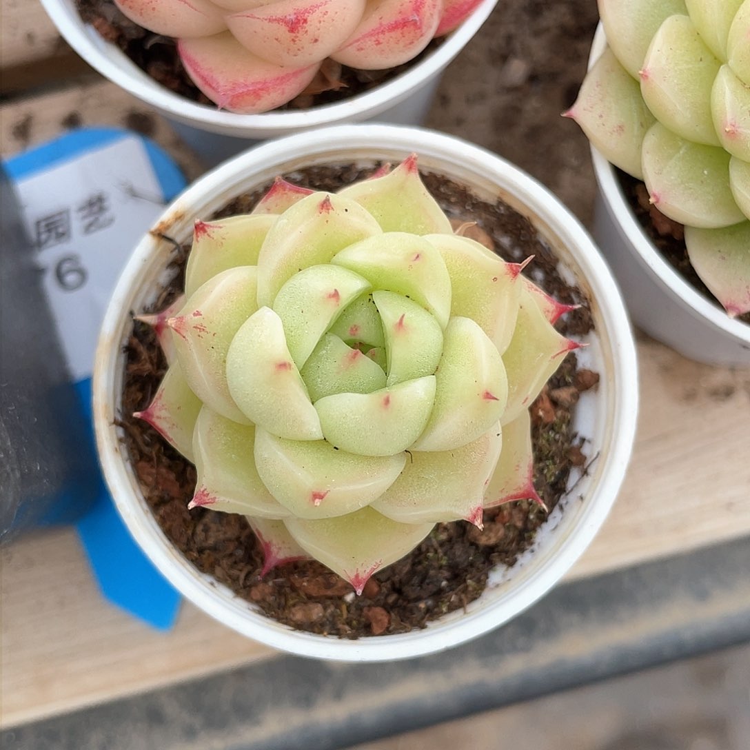 长**央优选麦秆精品491