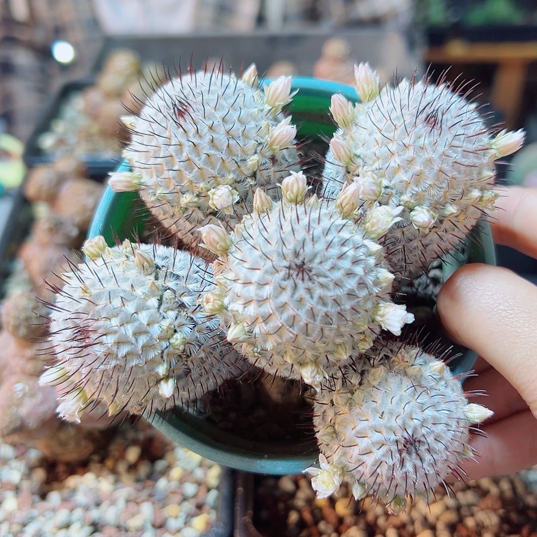 13号出根芽直刺佩蕾群11公分