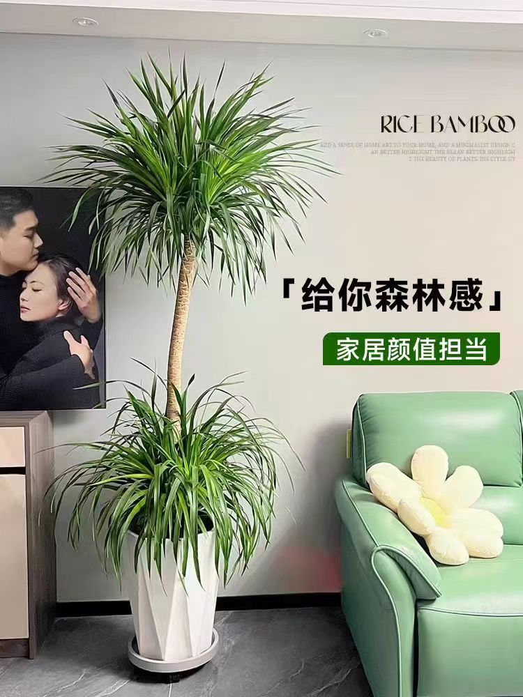 老桩造型龙血树室内净化空气懒人绿植