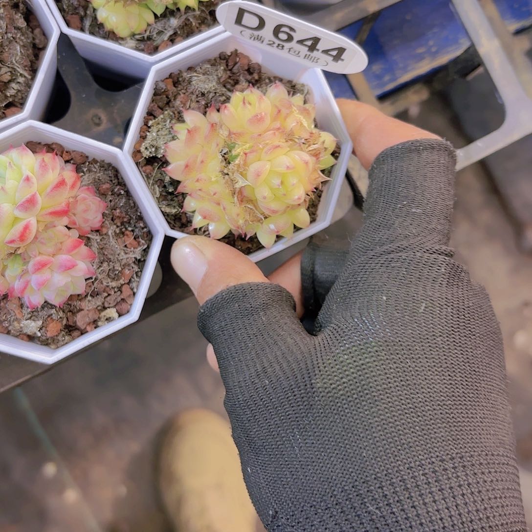 D644麦秆一物一拍