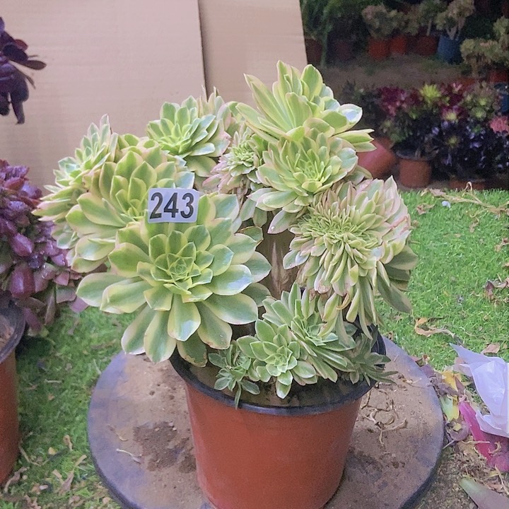 243颜宁老庄缀化老板子有伤