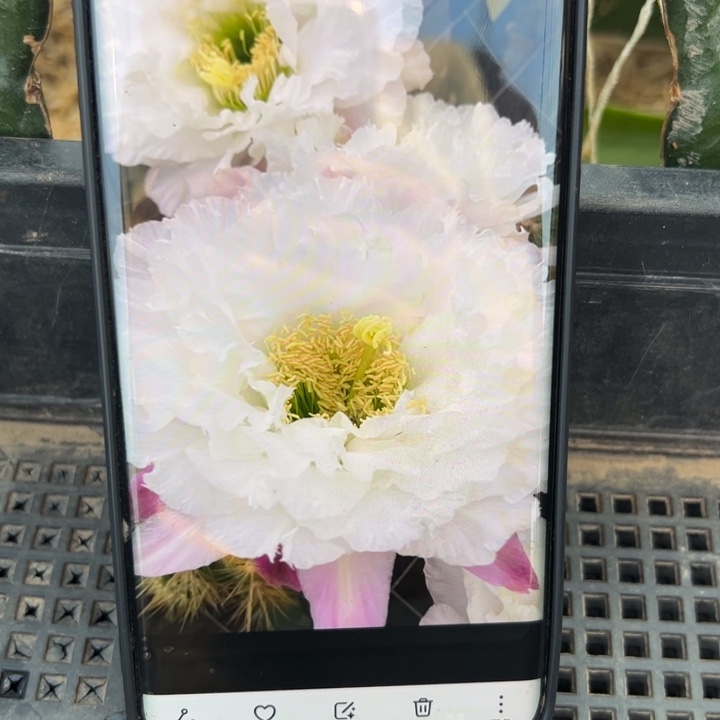 30毛白牡丹歪无根侧芽5公分左右20包邮