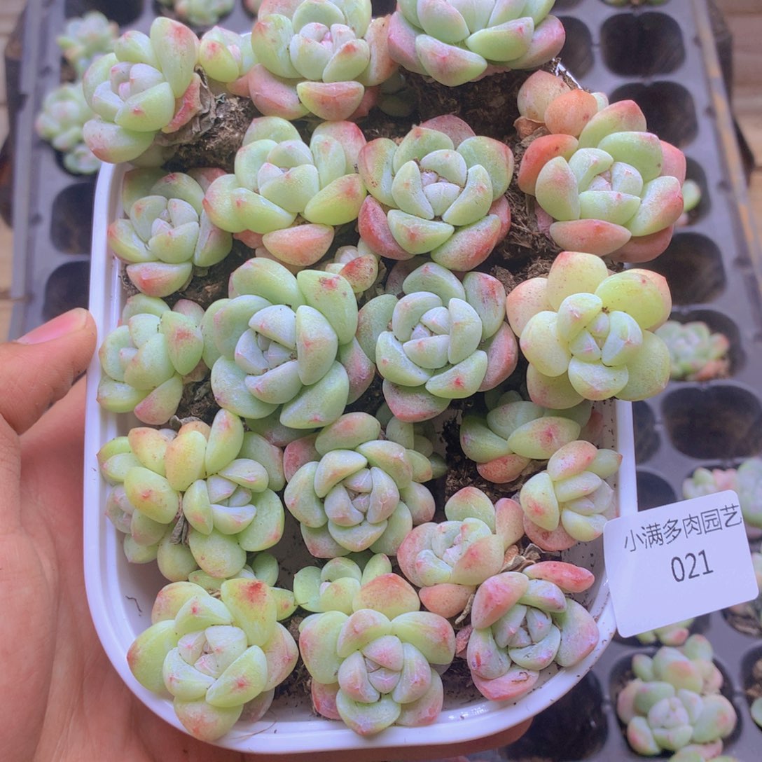 我也想要一只小021