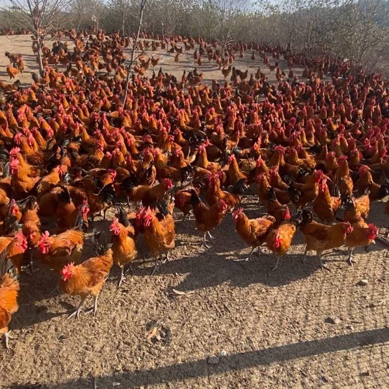 散养跑山鸡土鸡老公鸡8个多月